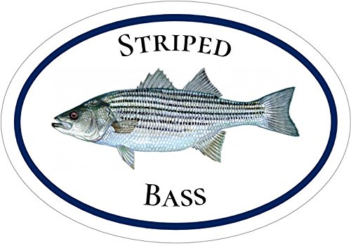 WickedGoodz Oval Vinyl Striped Bass Decal - Fishing Bumper